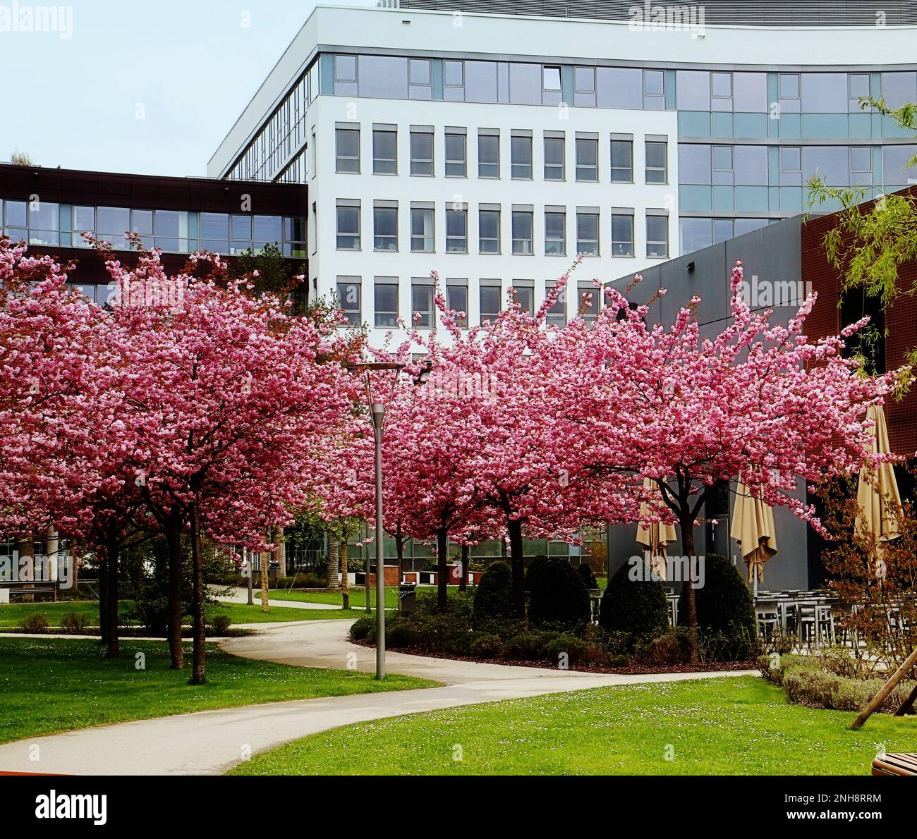 Campus d'affaires Garching près de Munich - bâtiments modernes et cafétéria en plein air sous l'ombre des cerisiers japonais Kanzan à double fleur rose Banque D'Images