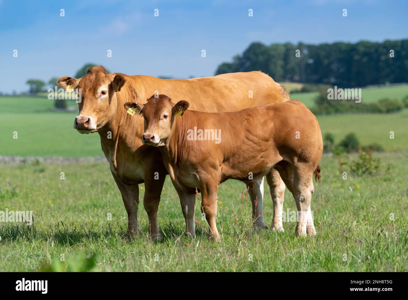 Pedigree vache et veau de boeuf Limousin dans les pâturages des hautes terres, Lancashire, Royaume-Uni. Banque D'Images