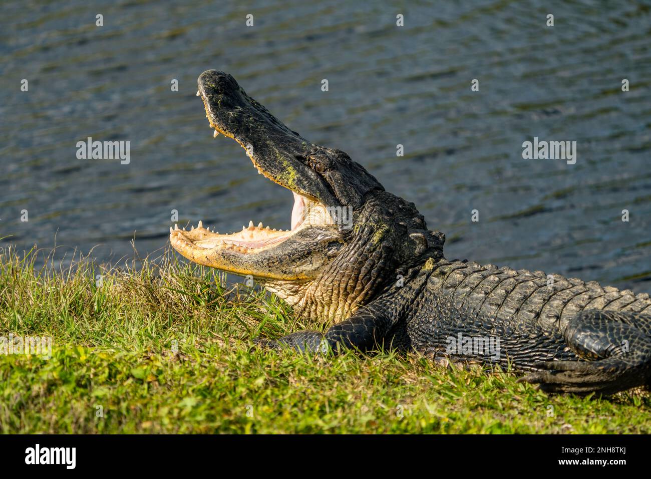 Alligator Floride Banque D'Images