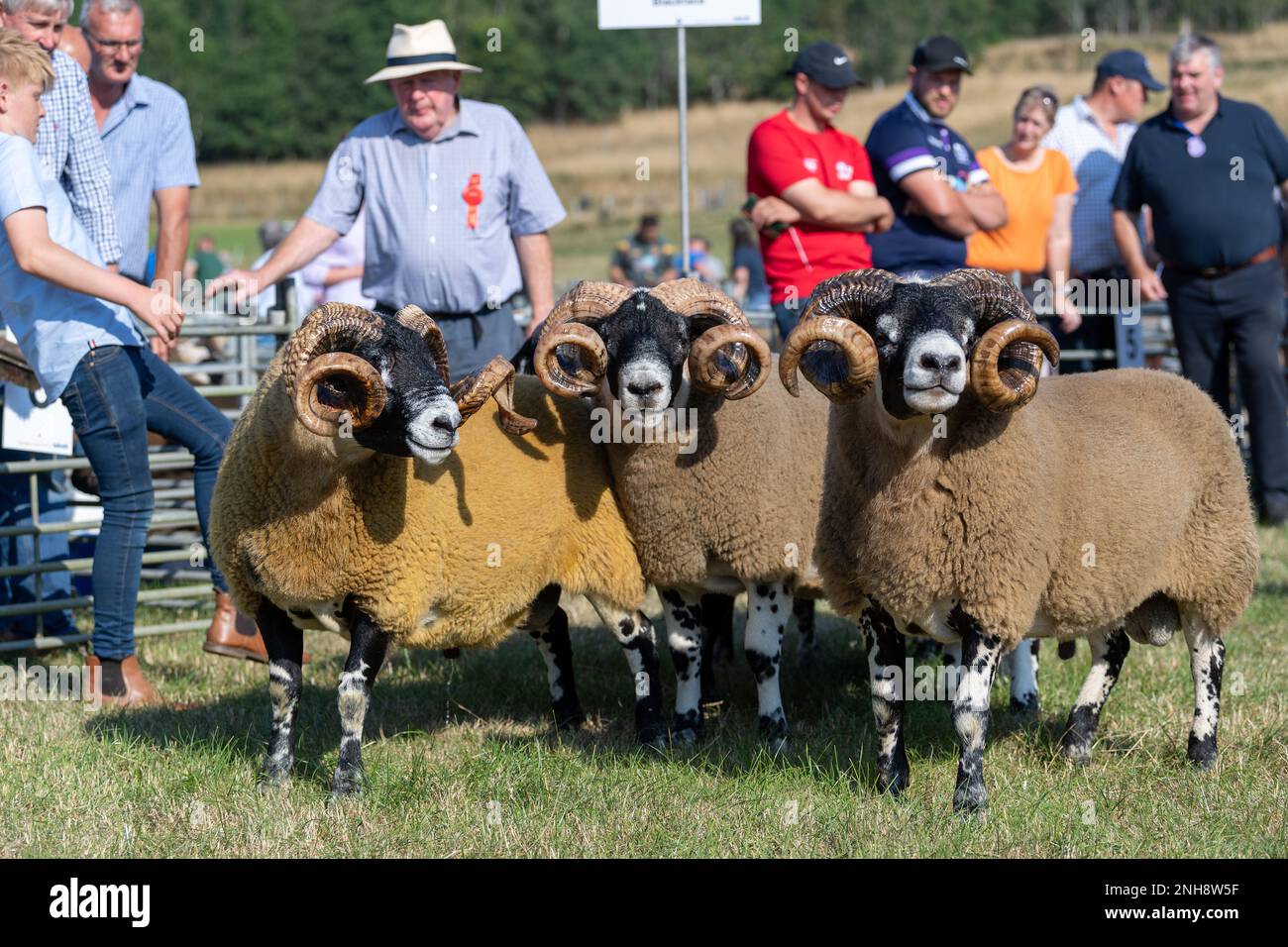 Présentation des moutons Blackface au Peebles Show, Écosse, Royaume-Uni. Banque D'Images