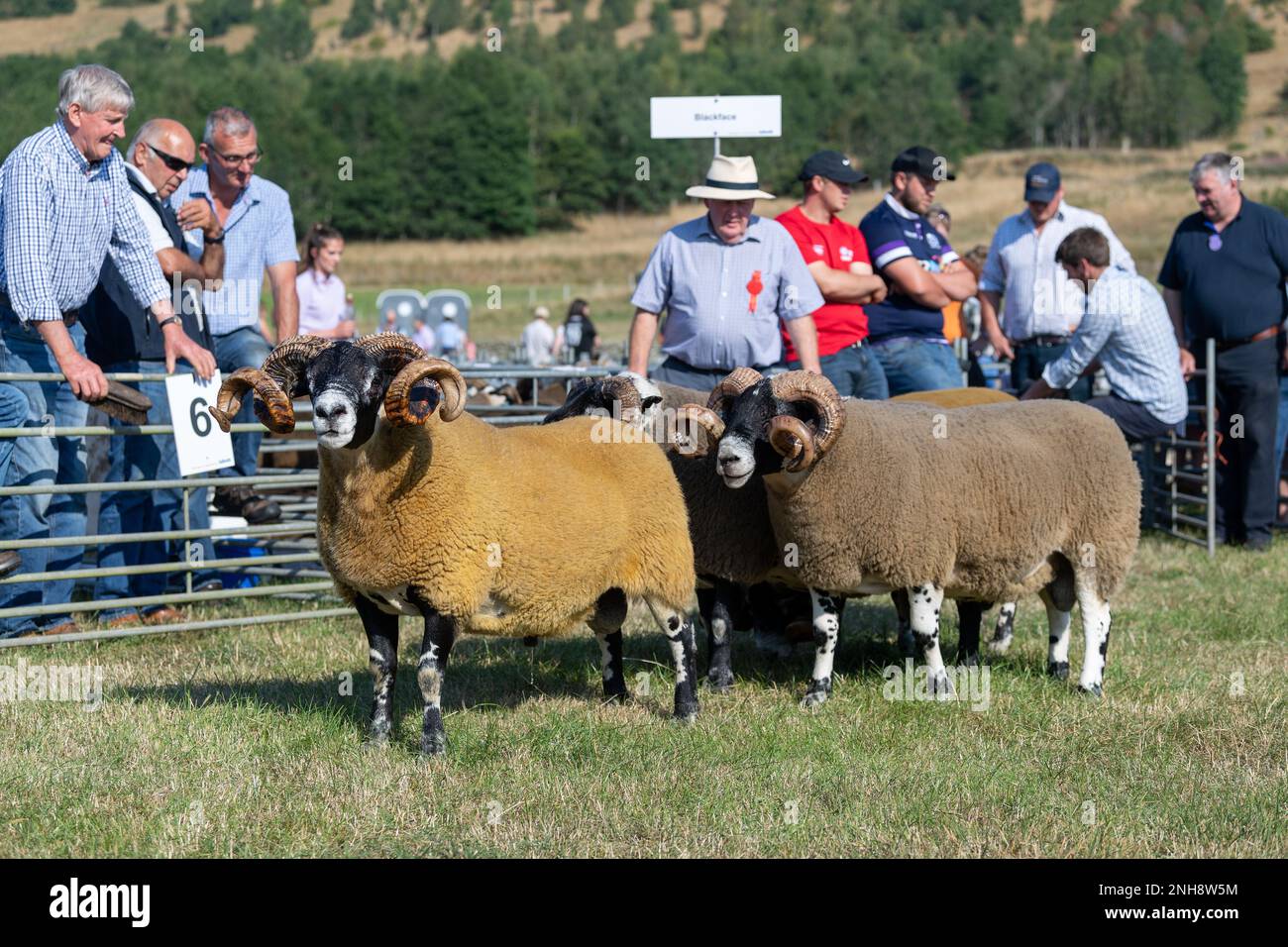 Présentation des moutons Blackface au Peebles Show, Écosse, Royaume-Uni. Banque D'Images