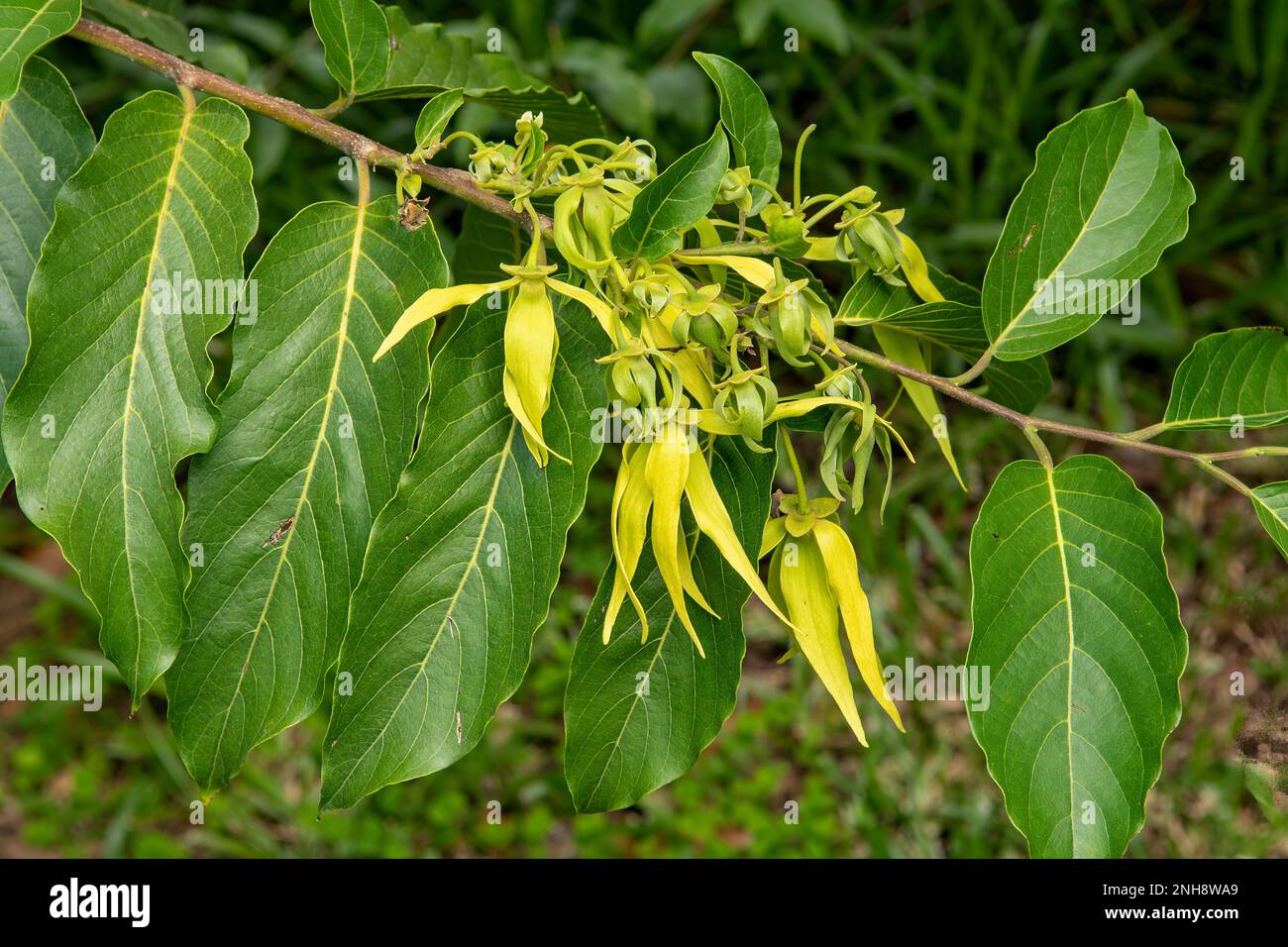 Feuilles D'Ylang Ylang Séchées - 1 Oz - Produit Naturel Biologique Du Sri Lanka - Pour Infusion, Aromathérapie, Soins