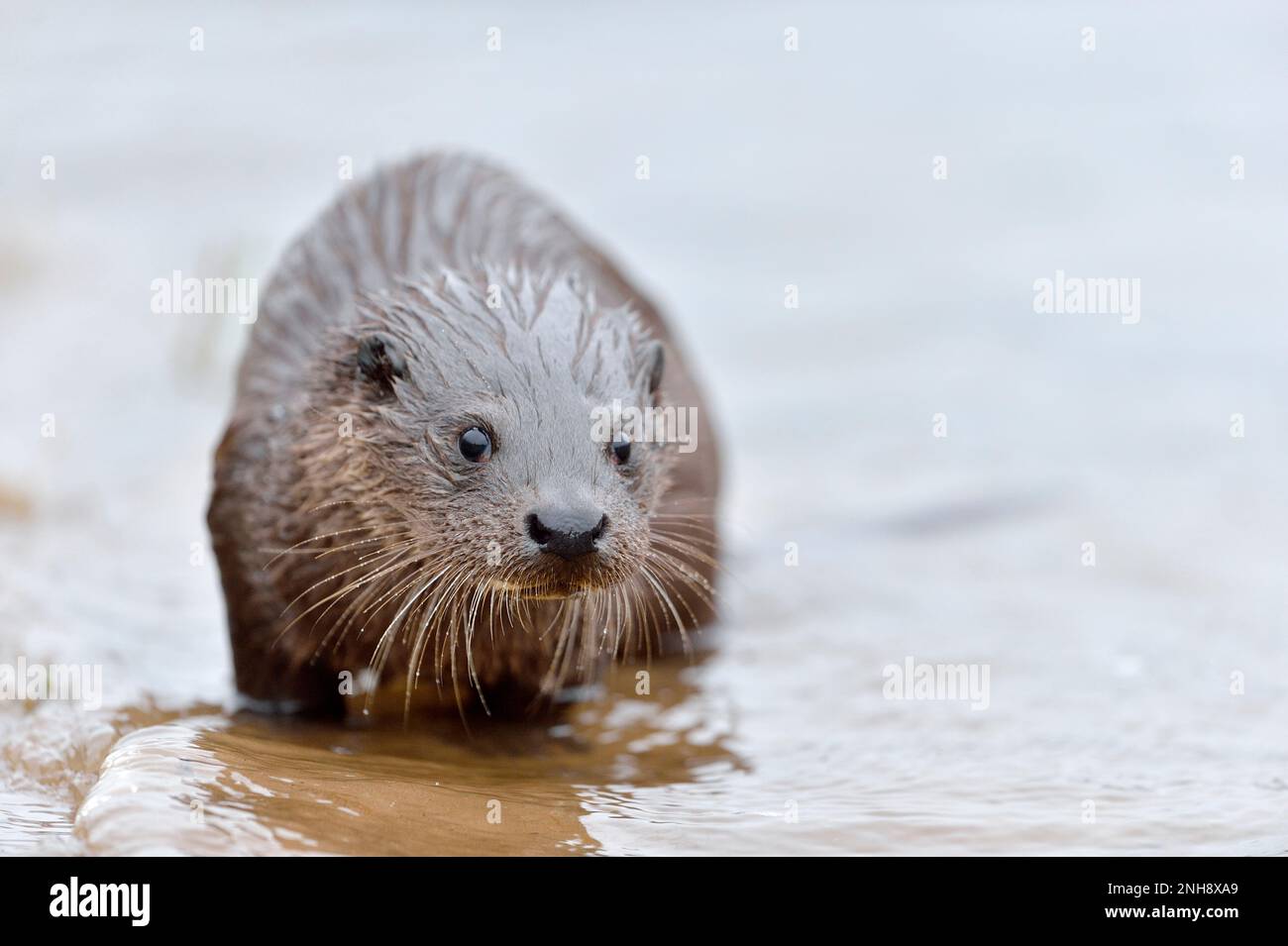 Otter (Lutra lutra) jeune cub sur la rive, Roxburghshire, Scottish Borders, Écosse, mars 2015 Banque D'Images