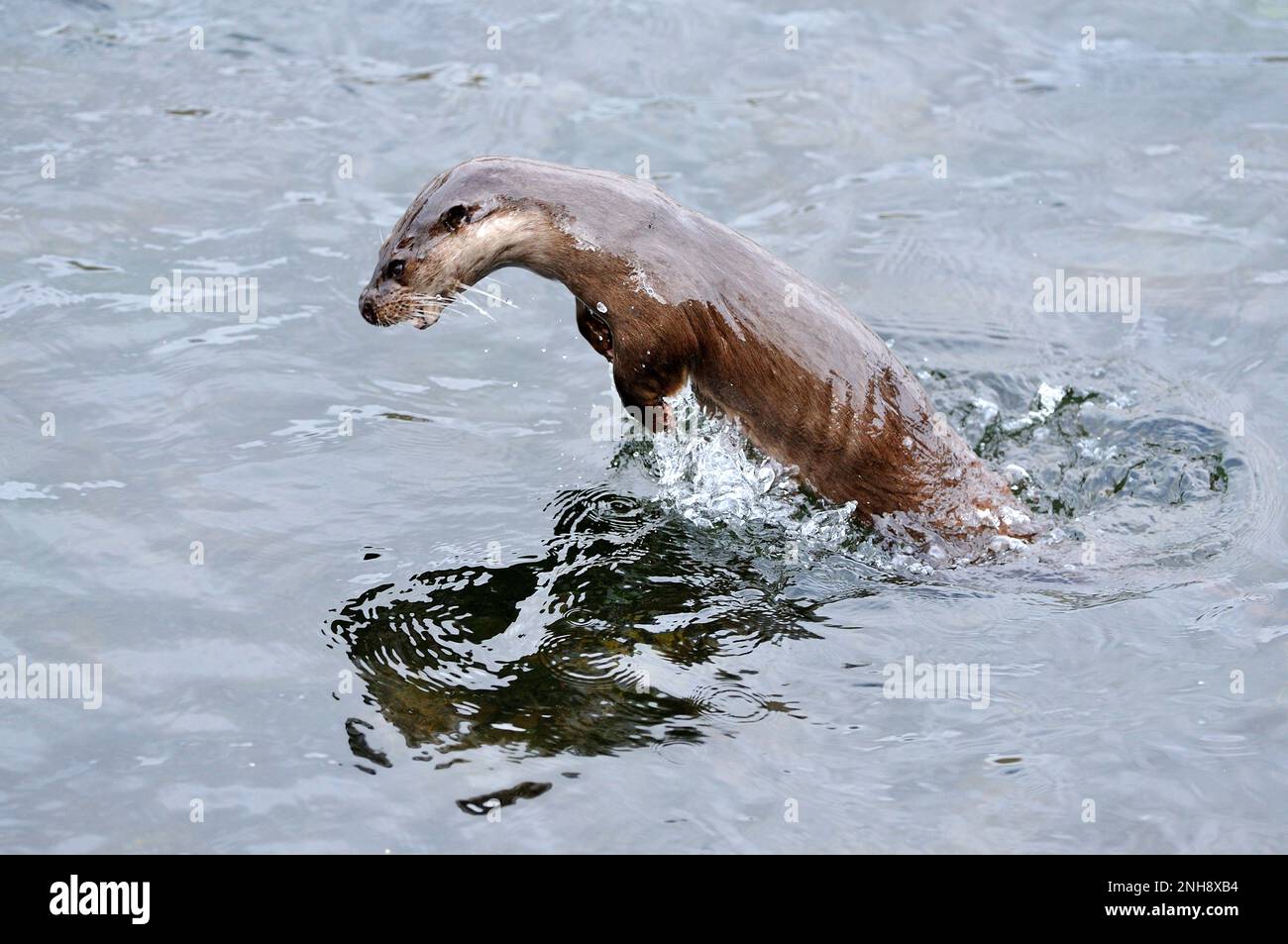 Otter (Lutra lutra) adulte 'porpoising' dans la rivière à écoulement rapide tout en chassant pour la proie, Roxburghshire, Scottish Borders, Écosse, mars 2009 Banque D'Images