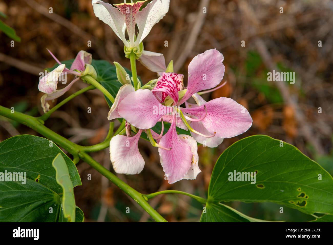 Carica papaya, fleur de l'arbre de Papaya, Réunion Banque D'Images
