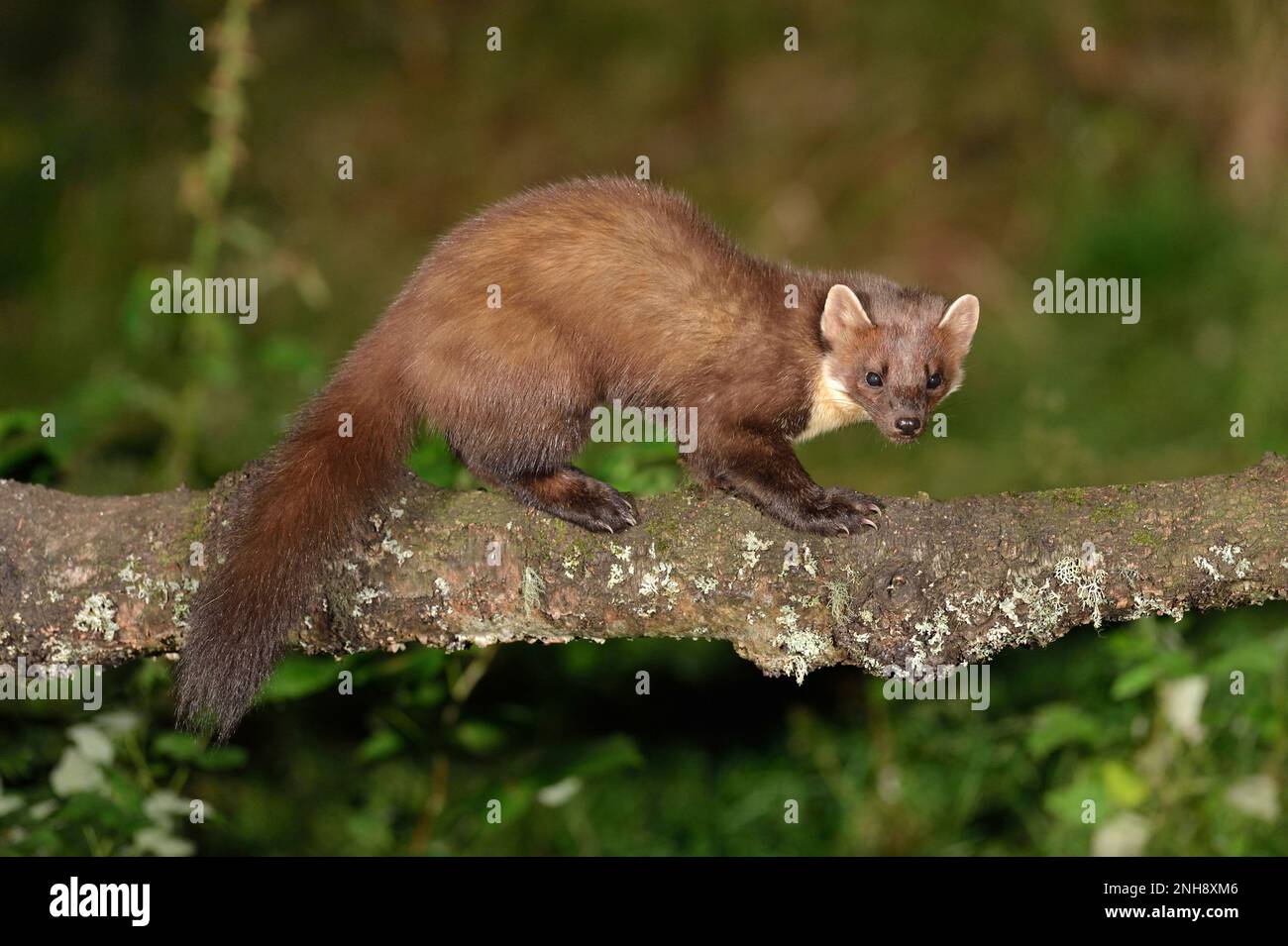 Pine Marten (Martes Martes) adulte en manteau d'hiver photographié sous un éclairage artificiel, Inverness-shire, Écosse, octobre 2013 Banque D'Images