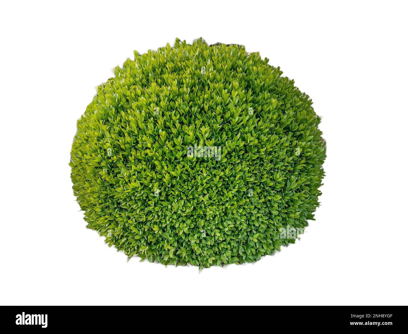 Buxus sempervirens plante isolée sur blanc Banque D'Images