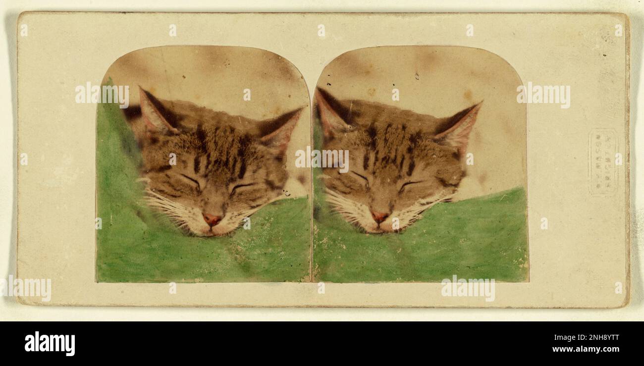 Sleeping Cat, photographié en Angleterre en 1870s par William H. Mason. Imprimé argenté couleur albumine à la main. Banque D'Images