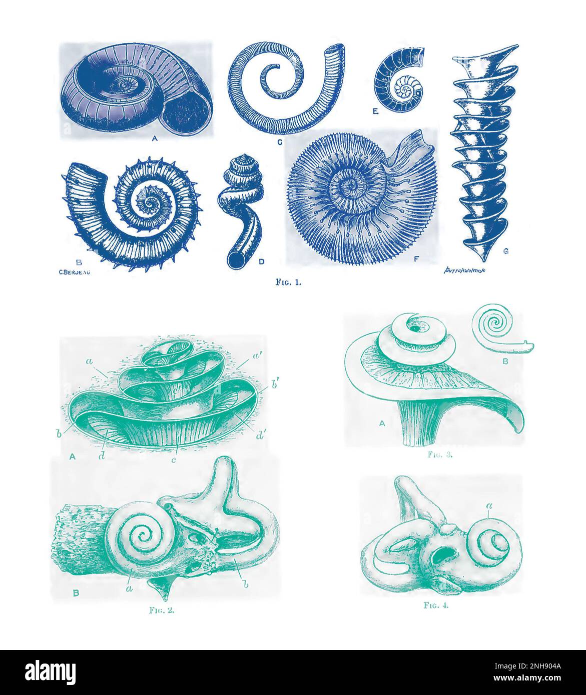 Illustration des formations de la coquille en spirale (figure 1), y compris: (1A) Euomphalus pentangulatus; (1B) Crioceras emeriri; (1C) Ecculiomphalus distans; (1D) Siliquaria anguina; (1F) Stephanoceras humphanum ammonite; (1G 4) axe d'Archimedes wortheri, y compris les parties internes de l'oreille, 2, et la ressemblance de la forme de l'oreille humaine, 3, y compris les parties de la forme de la forme de la forme de la forme de l'oreille, et la forme de (2A) cochlée; (2B) labyrinthe osseux de l'oreille interne gauche vu de l'extérieur; (3) laminae de la cochlée; et (4) labyrinthe osseux de l'oreille interne droite de l'enfant. De Design in nature par J. Bell Pettigrew, 1908. Colorisé. Banque D'Images