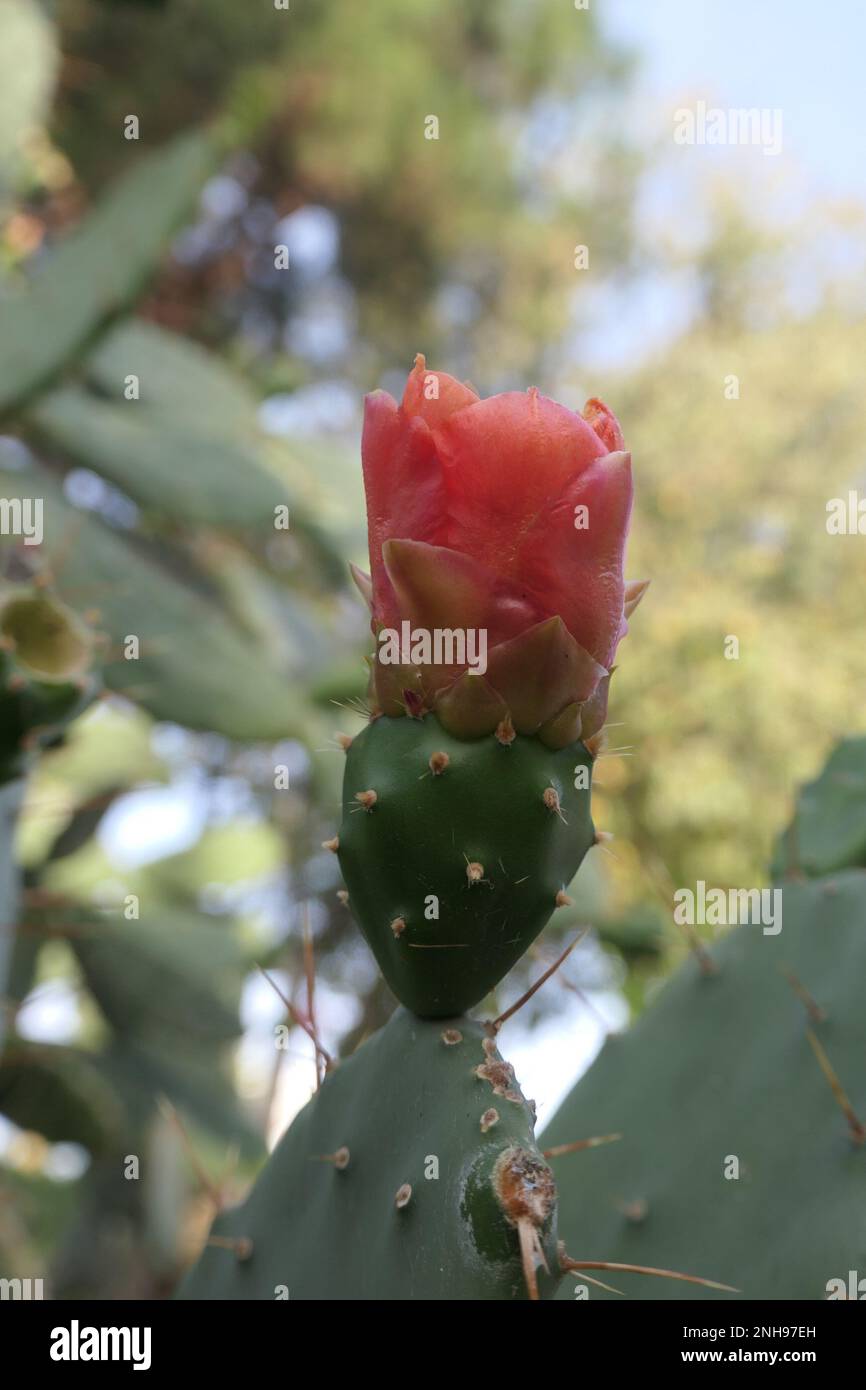 Le cactus à la poire pirickly fleurit dans le parc de la ville Banque D'Images