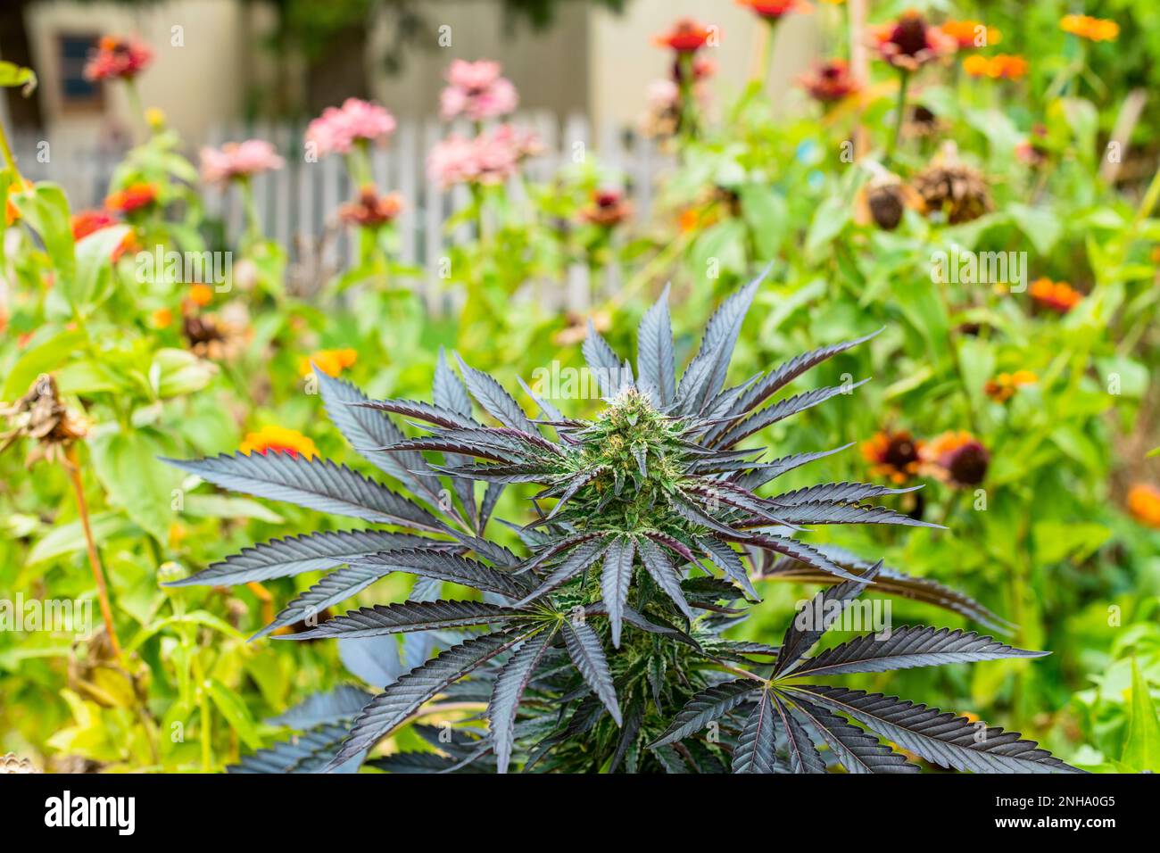Jardin de chalet avec cannabis à fleurs, tournesols et zinnies au Michigan, Etats-Unis. Banque D'Images