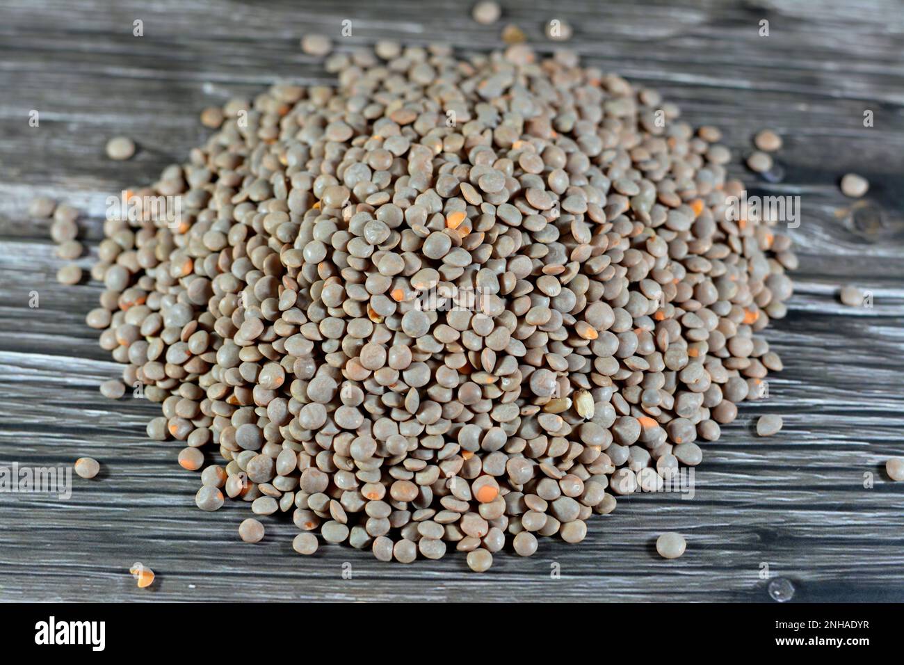 Lentilles brunes, lentilles (Lens culinaris ou Lens esculenta), une  légumineuse comestible. C'est une plante annuelle connue pour ses graines  en forme de lentille, le plus grand pro Photo Stock - Alamy