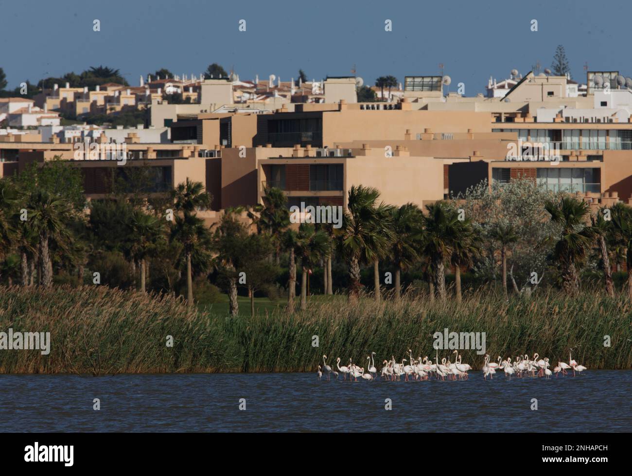 Grand Flamingo (Phoenicopterus ruber) flock dans le lagon par la station de vacances Lagoa dos Salgados, Algarve, Portugal Avril Banque D'Images