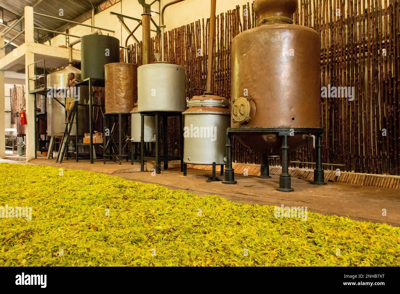 Ylang Ylang Distillery, Nosy Be, Madagascar Banque D'Images