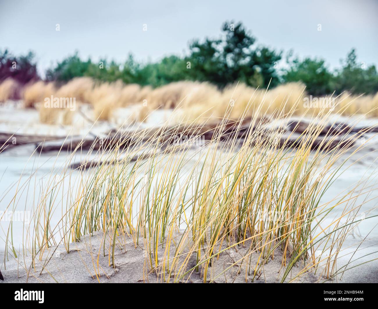 Herbe de dunes, péninsule de Hel, mer Baltique, Pologne Banque D'Images