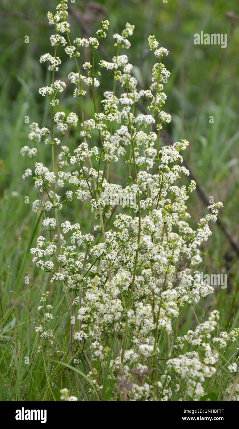 Galium pousse dans un pré dans la nature Banque D'Images