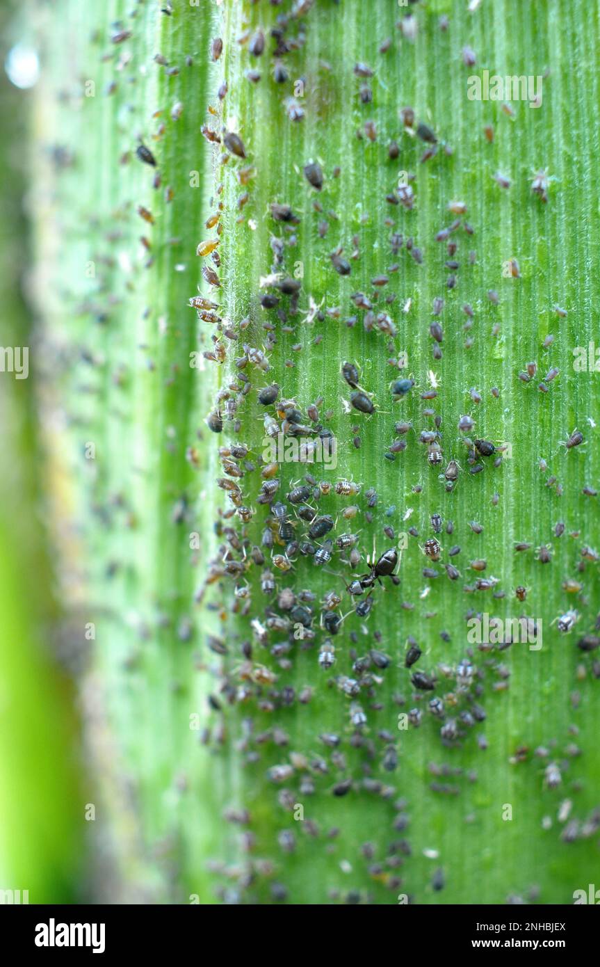 Un petit insecte herbivore - aphide (Aphidoidea) sur une rafle verte de maïs Banque D'Images