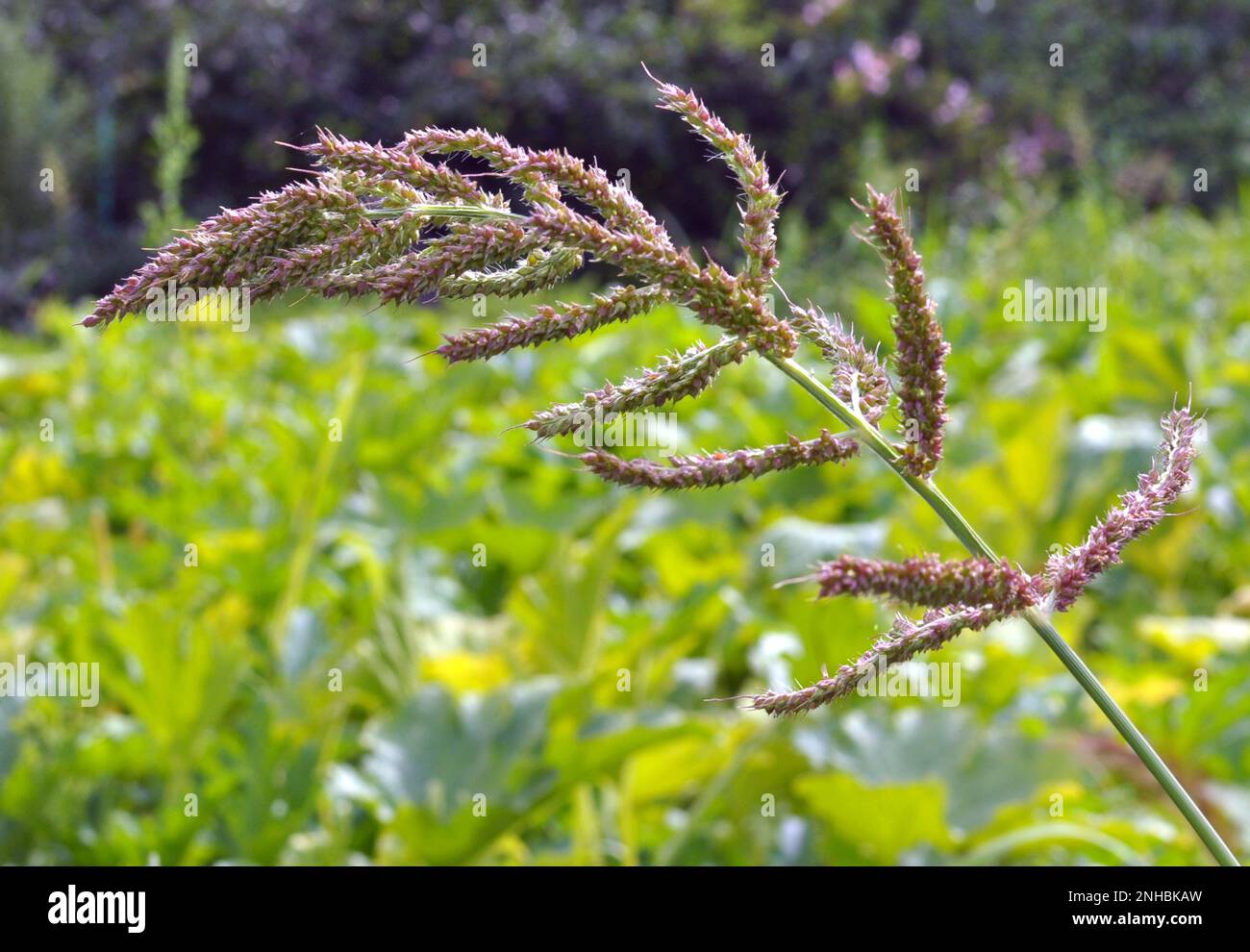 Dans le champ, comme les mauvaises herbes parmi les cultures agricoles poussent Echinochloa crus-galli Banque D'Images