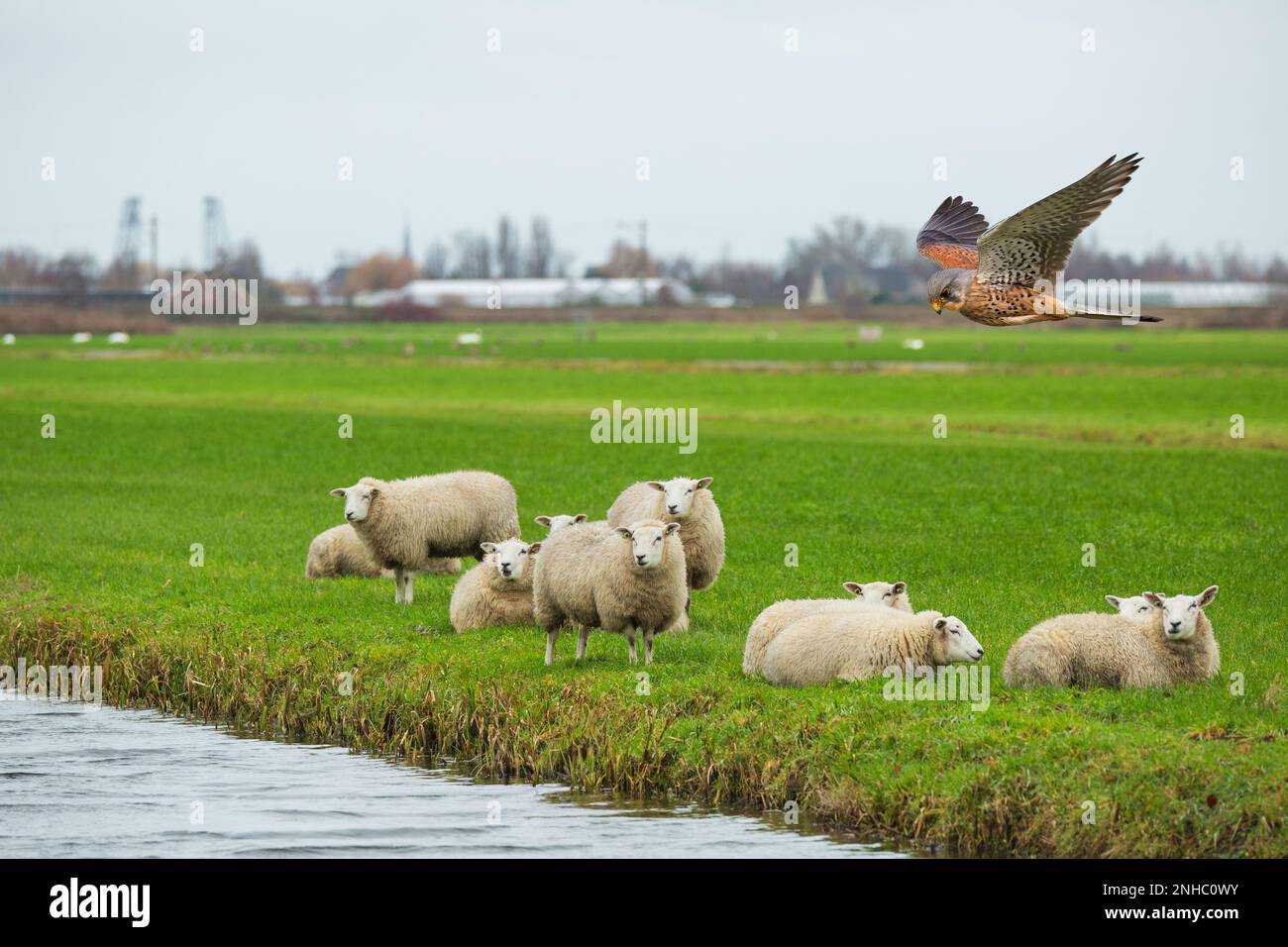 Paysage de polder hollandais avec des prairies vertes, un troupeau de moutons couchés et debout et en particulier un Kestrel volant, Falco tinnunculus, sur un fond o Banque D'Images