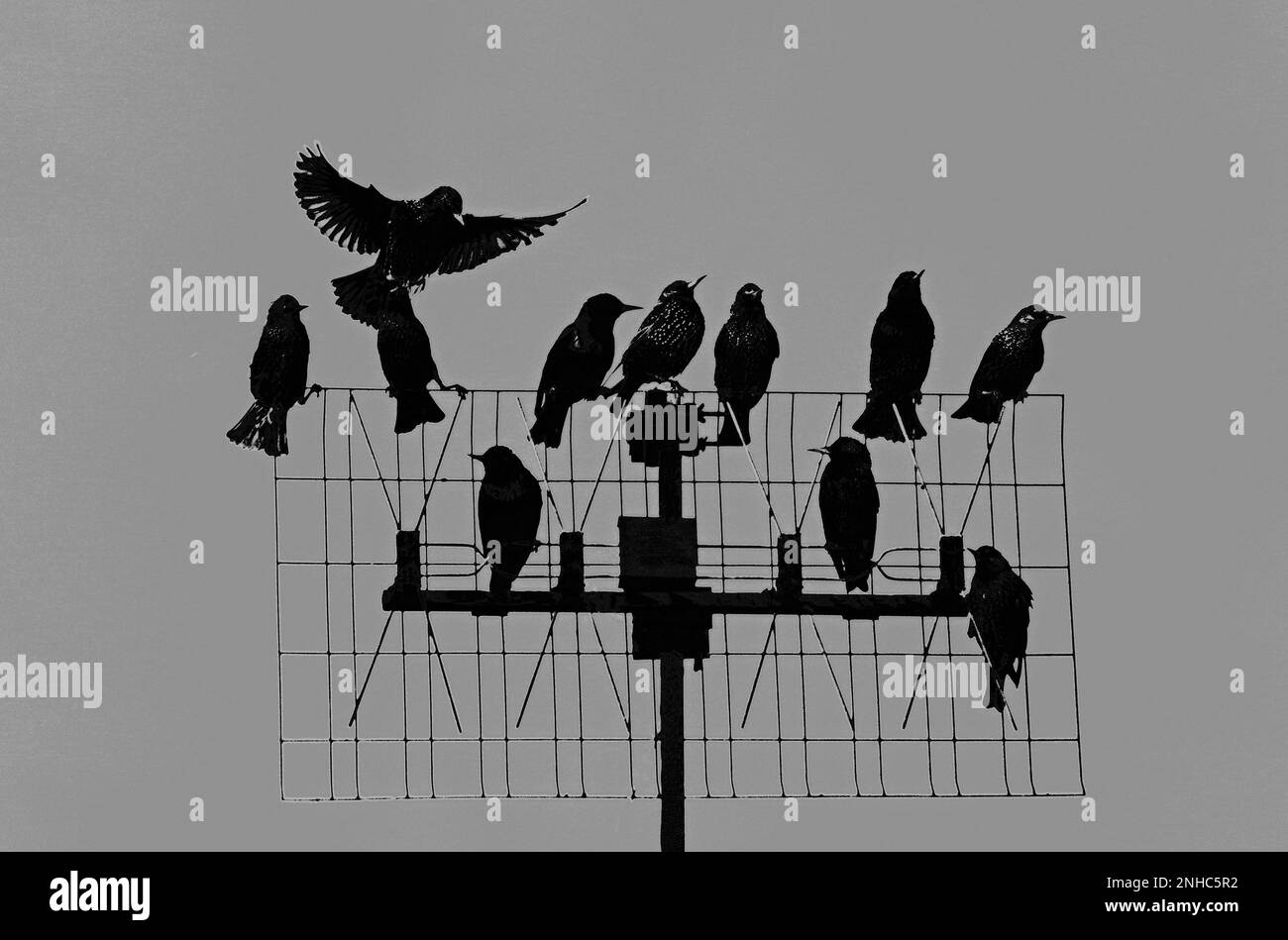 Famille des starlings Banque D'Images