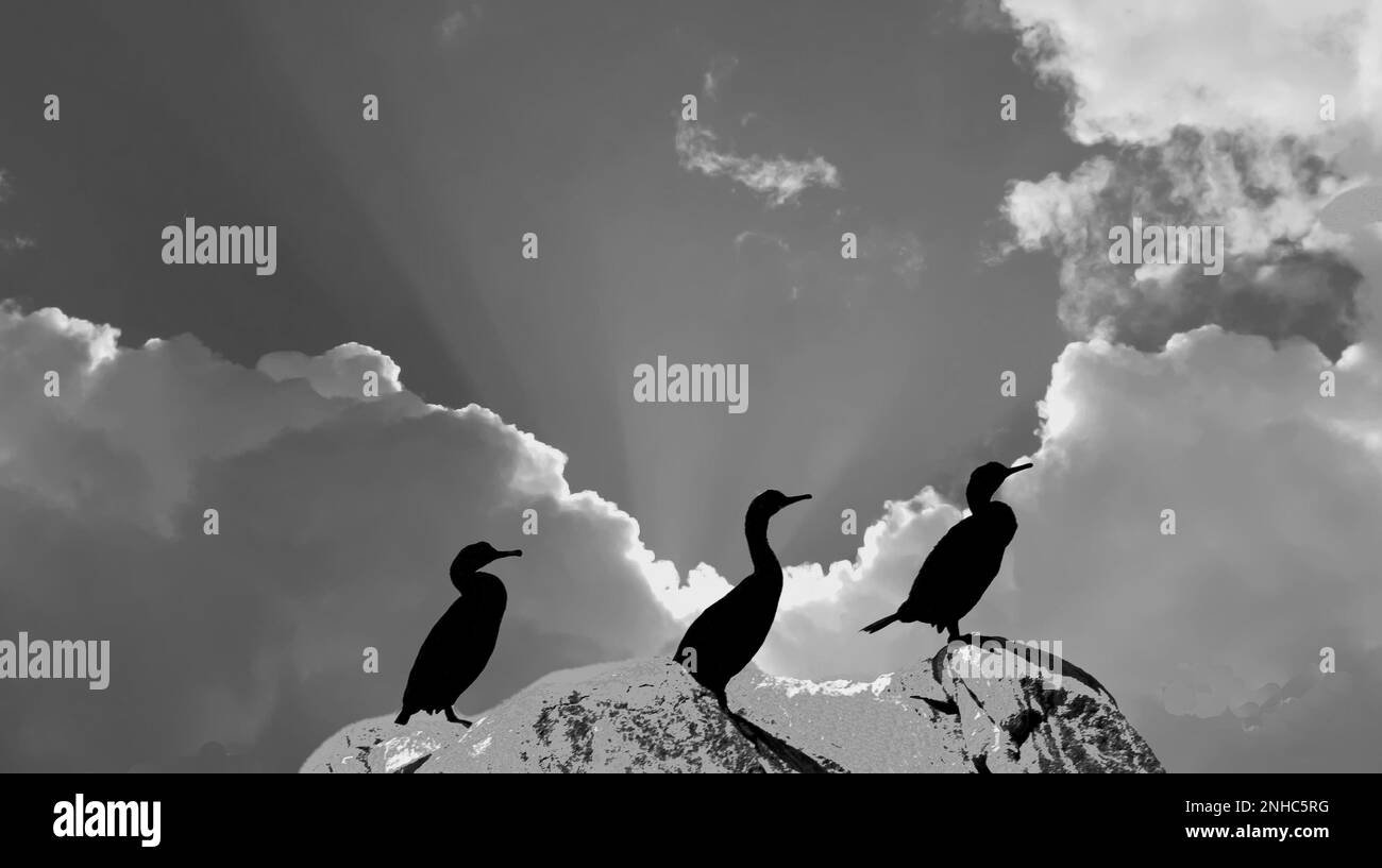 Rétroéclairage Cormorans Banque D'Images
