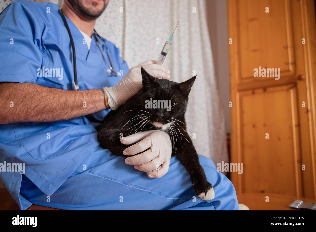 Un vétérinaire vaccine un chat lors d'une visite chez un médecin. Banque D'Images