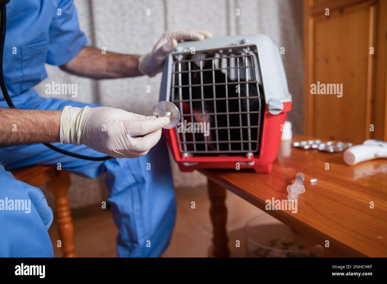 Un vétérinaire tient un stéthoscope tout en examinant un chat dans la cage, soins de santé d'animal de compagnie. Banque D'Images