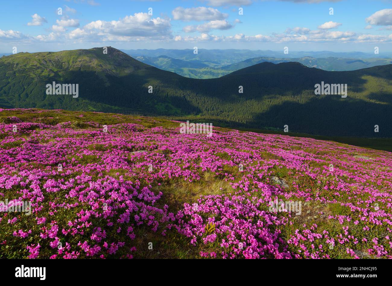 Paysage d'été. Champs de fleurs de rhododendron dans les montagnes. La beauté dans la nature Banque D'Images