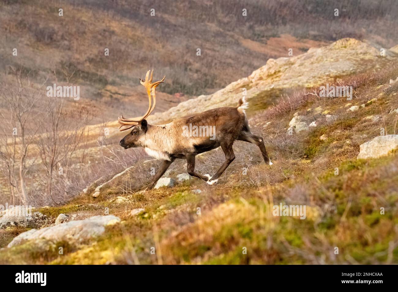Renne, Rangifer tarandus, île de Sommaroy. Norvège Banque D'Images