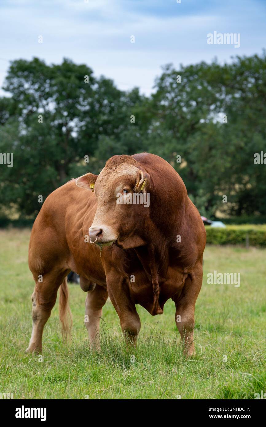 Pedigree le taureau de boeuf Limousin, une race française importée au Royaume-Uni dans les années 1970. Yorkshire, Royaume-Uni. Banque D'Images