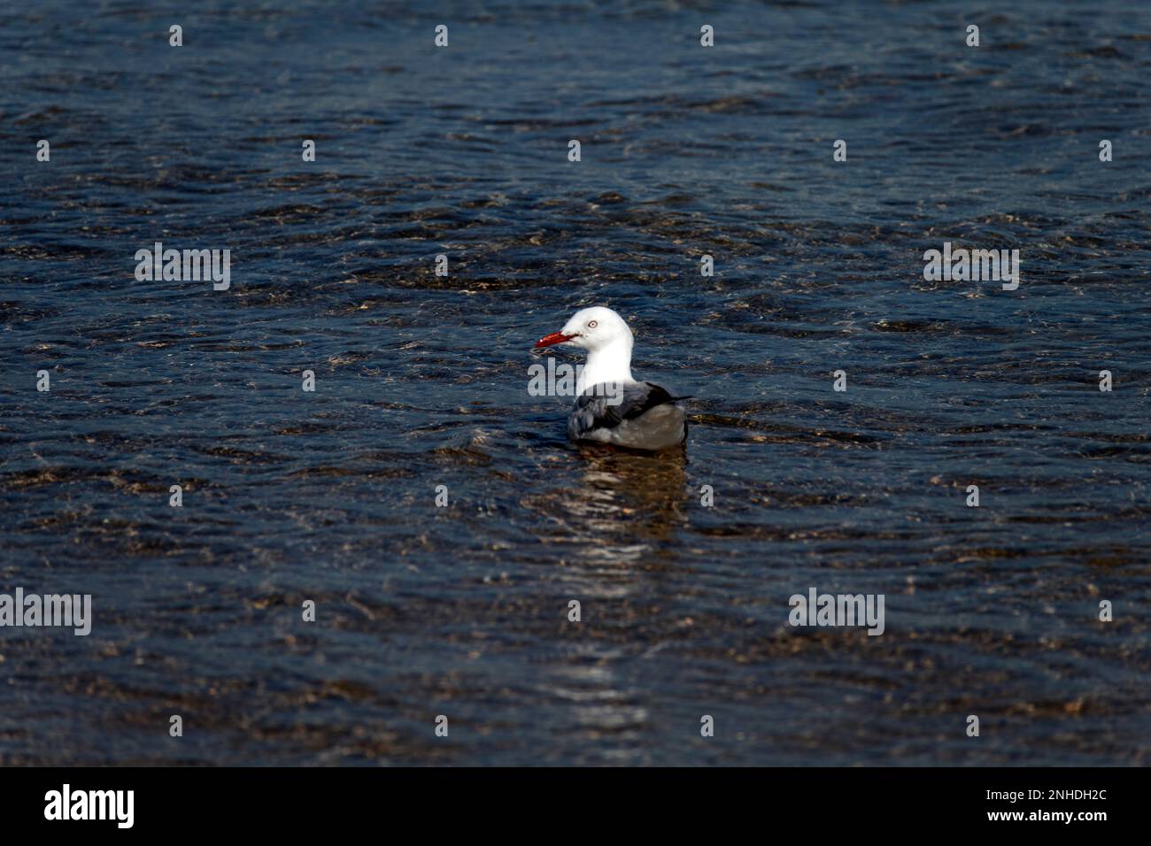 Mouette argentée (Chericocephalus novaehollandiae) à Caves Beach, Nouvelle-Galles du Sud, Australie (photo de Tara Chand Malhotra) Banque D'Images