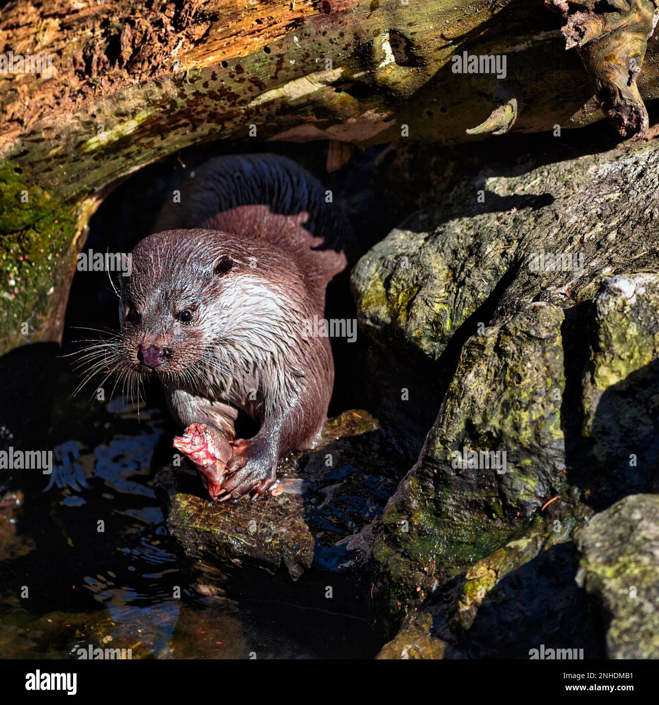 La loutre européenne (Lutra lutra) sur les rochers de l'étang, mange des poissons pêchés, des proies, nature Experience Centre, OTTER-ZENTRUM Hankensbuettel, Gifhorn, Basse-Saxe Banque D'Images