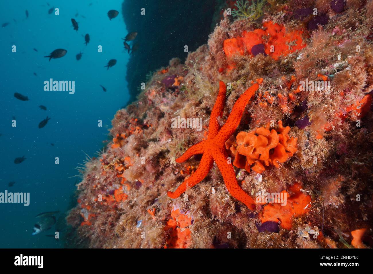 Étoile de mer rouge méditerranéenne (Echinaster seposituus), site de plongée réserve marine Cap de Creus, Rosas, Costa Brava, Espagne, Mer méditerranée Banque D'Images