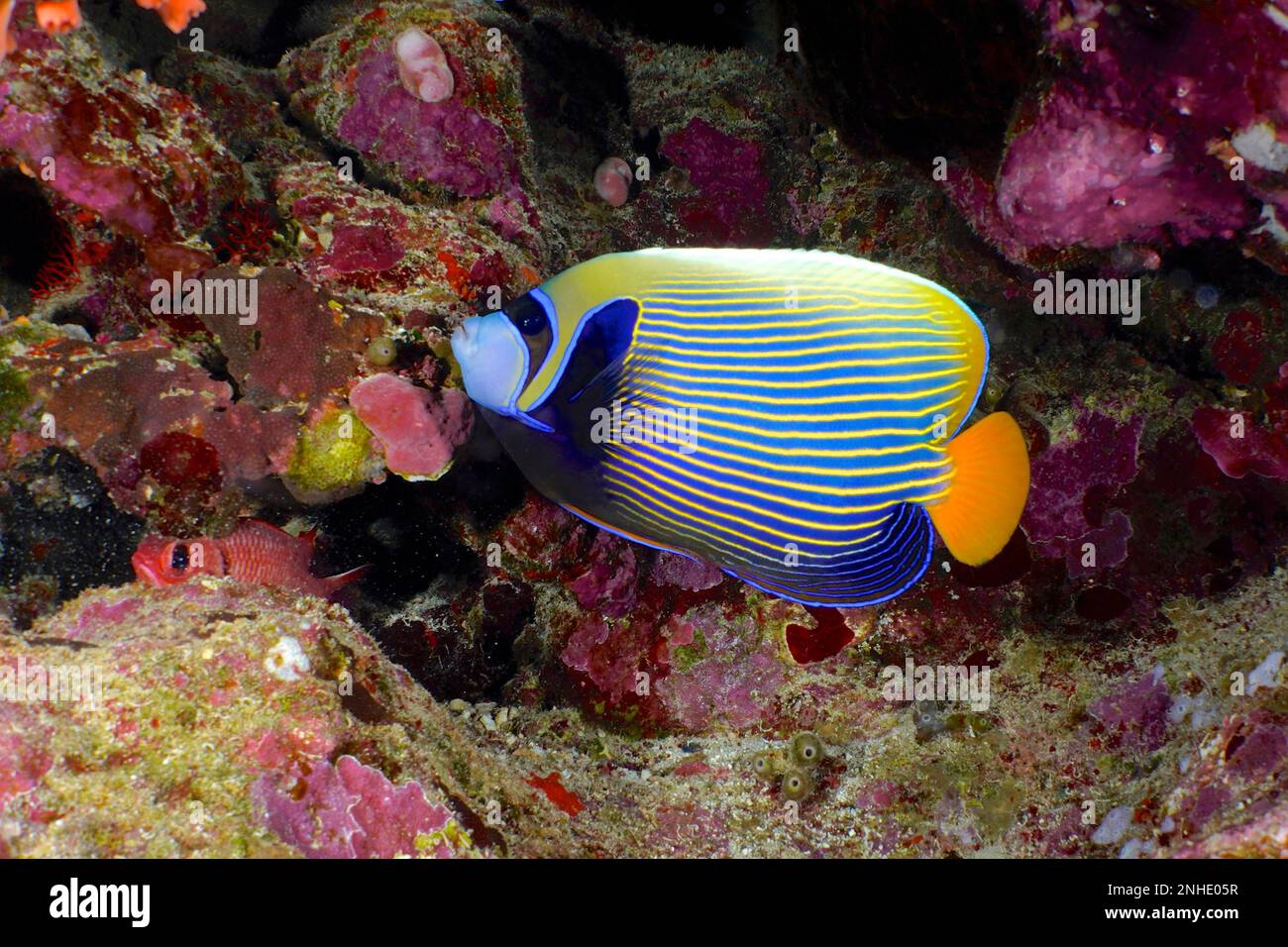 L'empereur angelfish (imperméable de Pomacanthus) dans le récif coloré. Site de plongée Elphinstone Reef, Mer Rouge, Egypte Banque D'Images