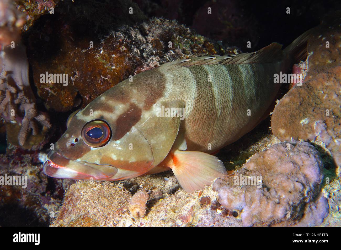 Mérou (Epinephelus fasciatus), site de plongée de House Reef, mangrove Bay, El Quesir, Mer Rouge, Égypte Banque D'Images