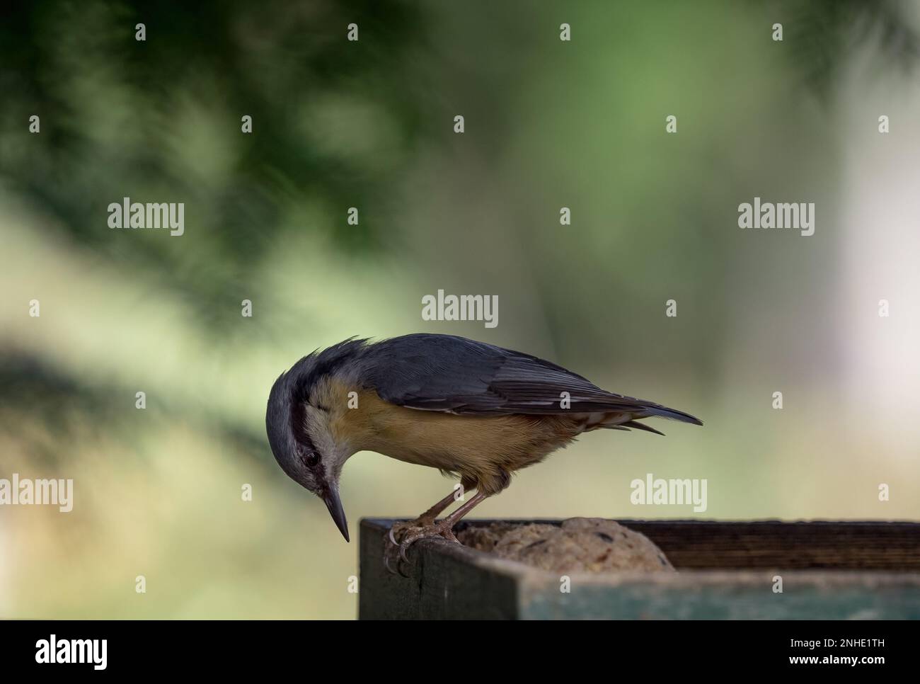 nuthatch birding jena spring closeup thuringe nature ornithologie Banque D'Images