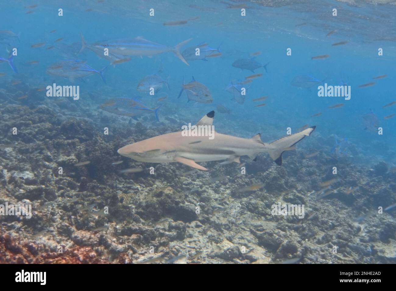 Récif de requin à bout noir nageant au-dessus du récif de corail Banque D'Images