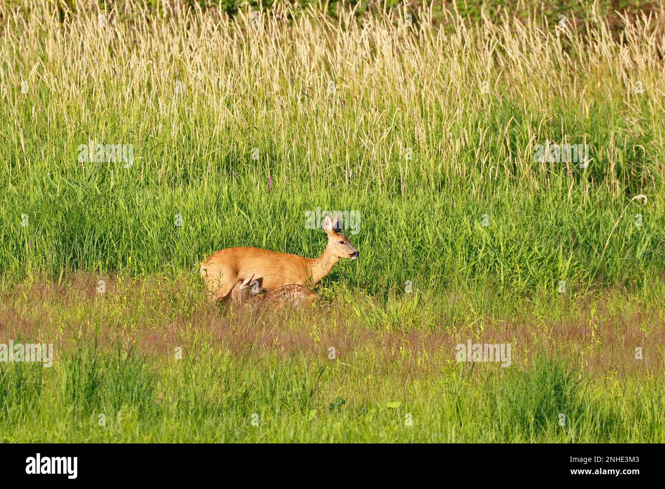 Cerf de Virginie (Capreolus capreolus), fauve de laque, Réserve de biosphère de l'Elbe moyen, Dessau-Rosslau, Saxe-Anhalt, Allemagne Banque D'Images