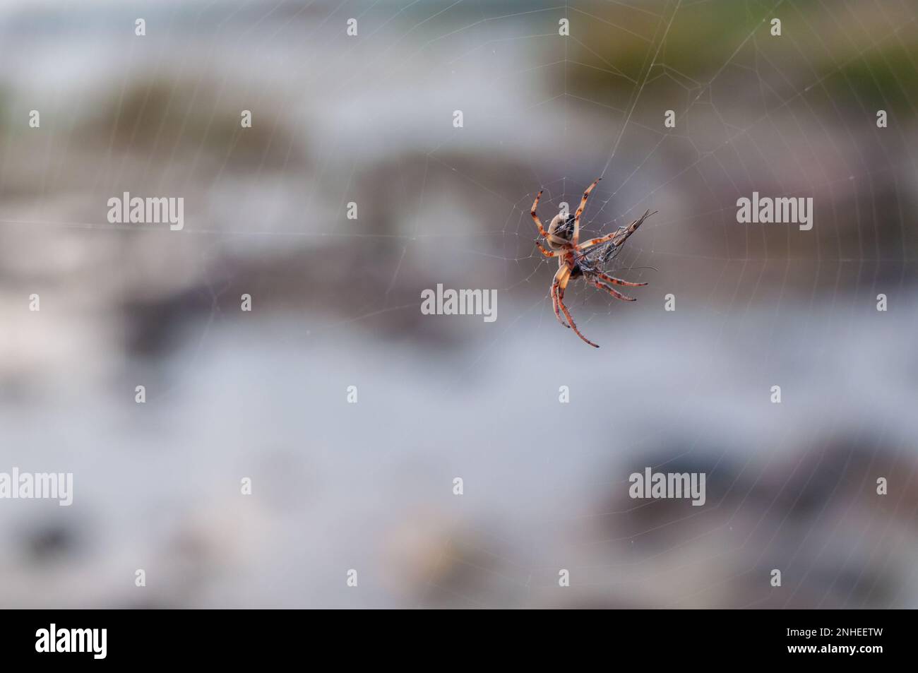 L'araignée de jardin européenne (Araneus diadematus) enveloppe sa proie, un moustique, en soie. Banque D'Images