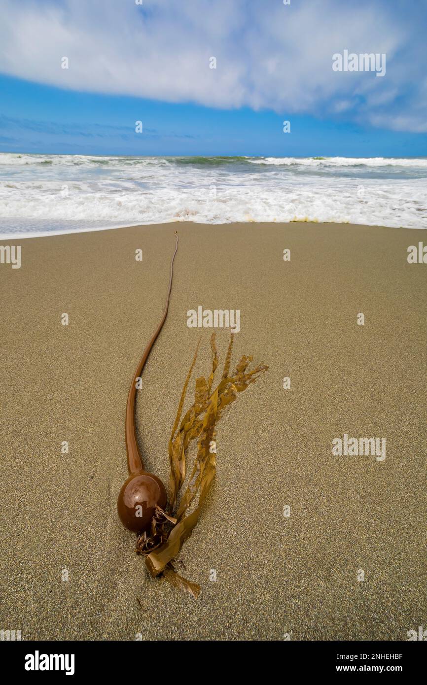 Bull Kelp, Nereocystis luetkeana, s'est lavé sur la plage Shi Shi dans le parc national olympique, État de Washington, États-Unis Banque D'Images