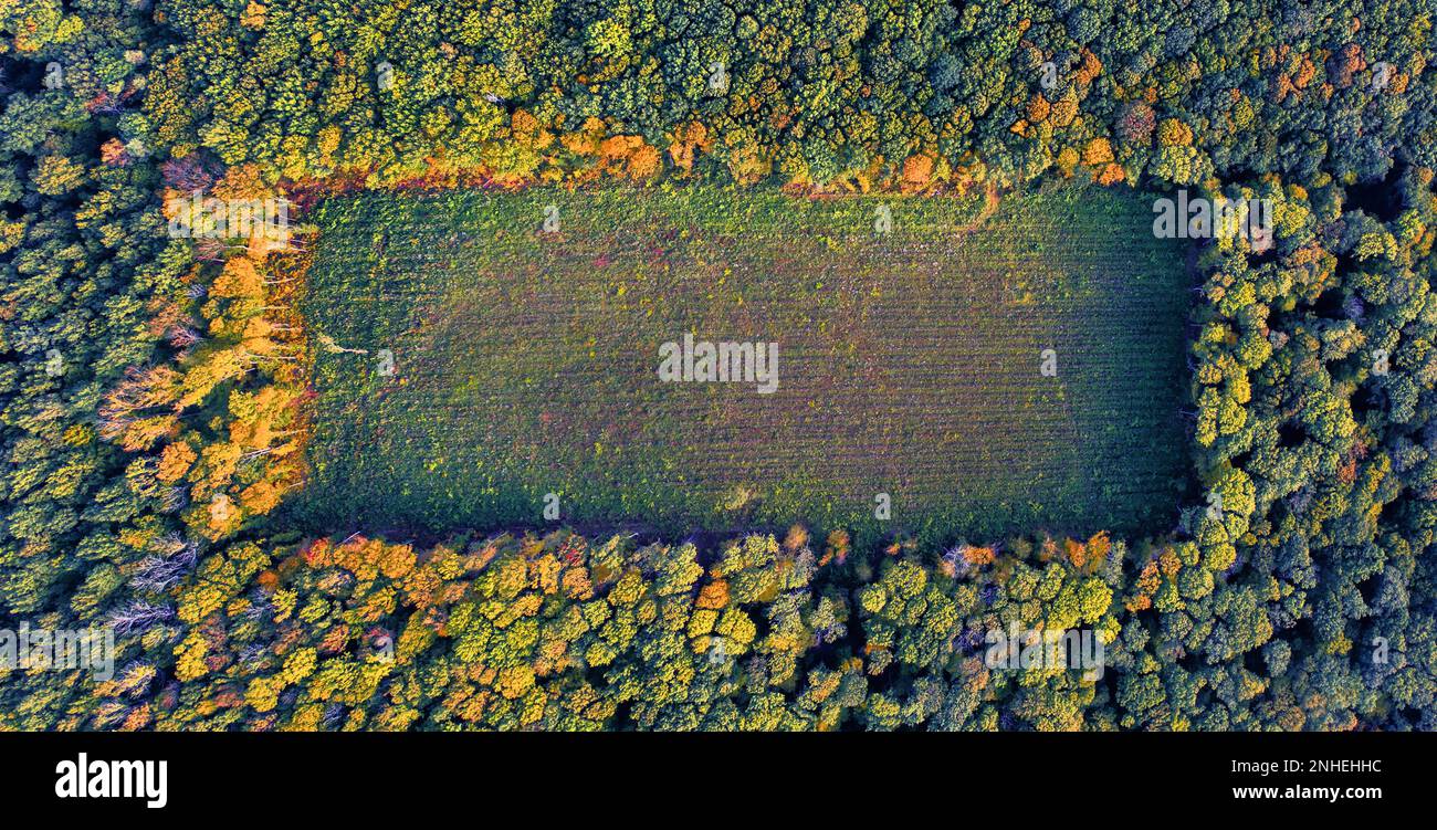 Une vue aérienne d'une zone de forme rectangulaire et de la forêt, mettant en évidence l'impact dévastateur de la déforestation sur l'environnement et ses habitants Banque D'Images