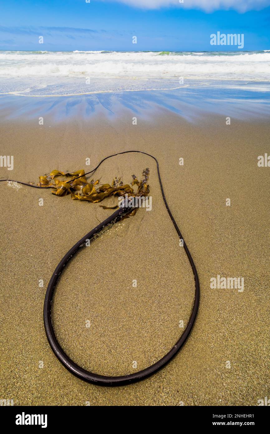 Bull Kelp, Nereocystis luetkeana, s'est lavé sur la plage Shi Shi dans le parc national olympique, État de Washington, États-Unis Banque D'Images