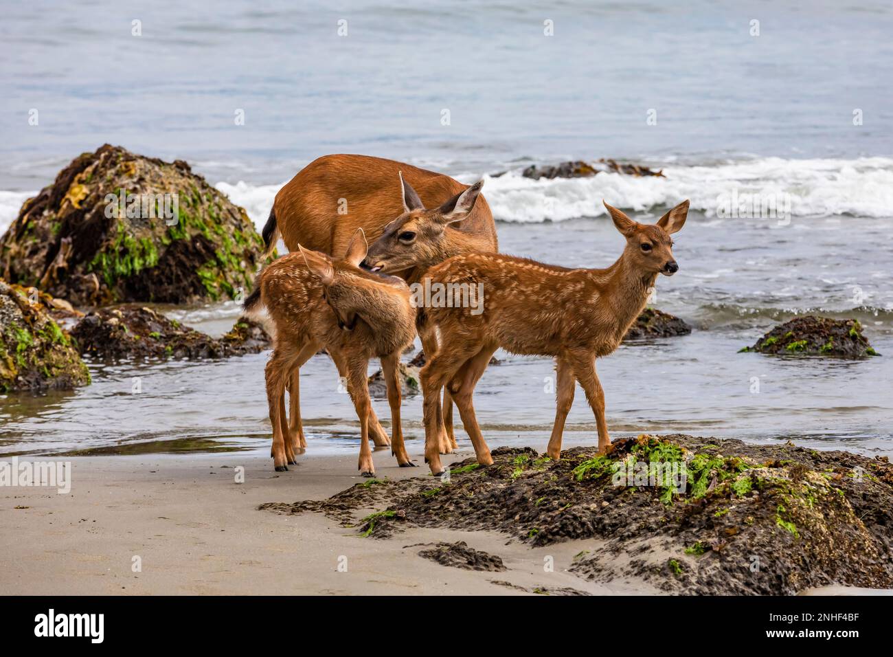 Cerf de queue noire colombien, Odocoileus hemionus columbianus, doe avec des fougères à point of Arches dans le parc national olympique, État de Washington, États-Unis Banque D'Images