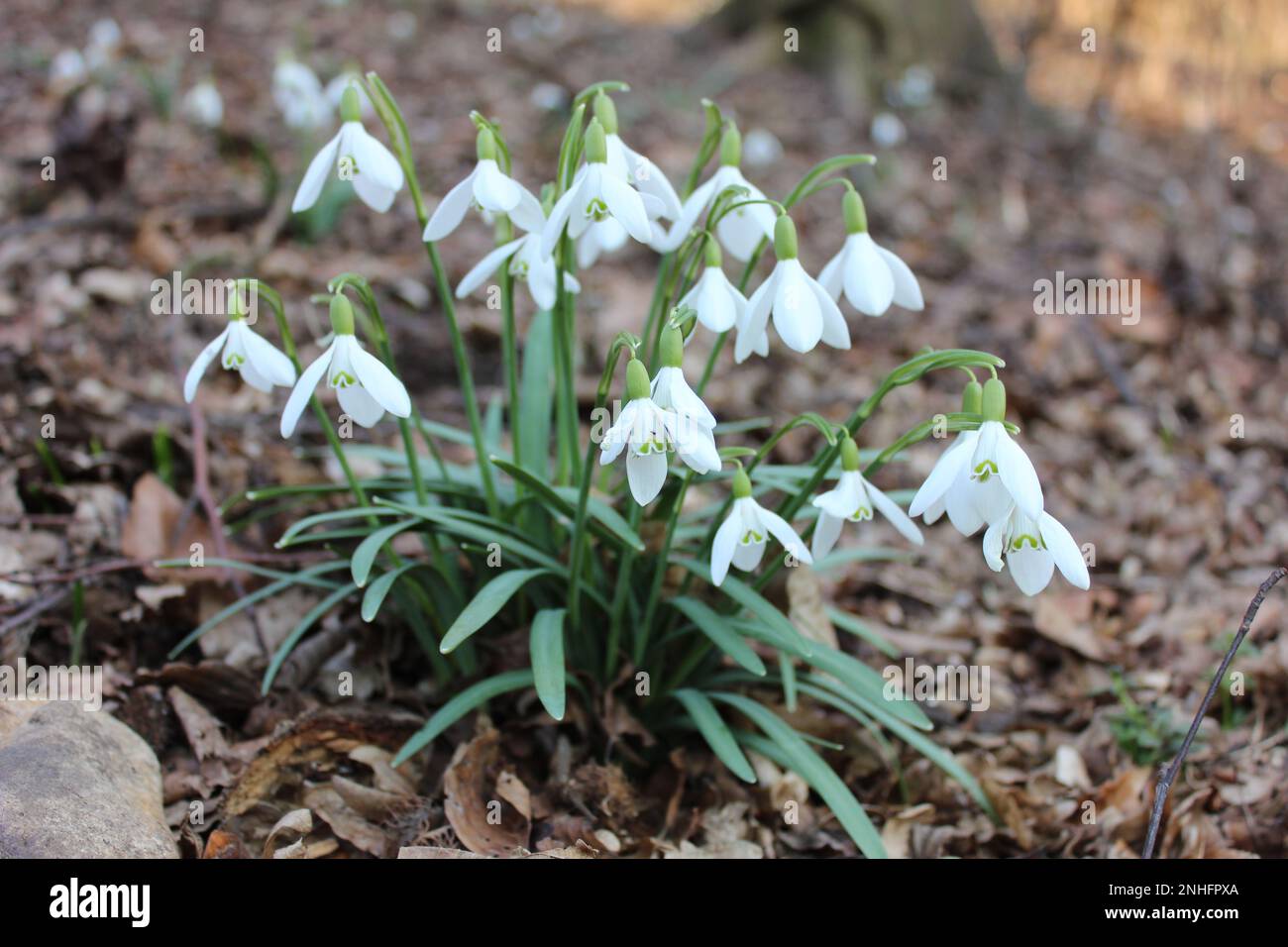 Gouttes de neige de Croatie :) Banque D'Images