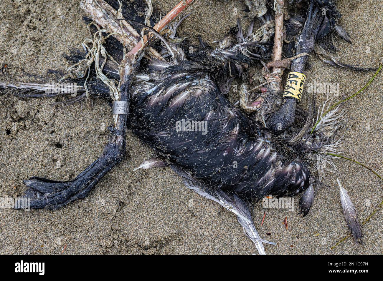 Albatros à pieds noirs morts, Phoebastria nigripes, avec un groupe de jambes montrant qu'il est né à Hawaii, Shi Beach dans le Parc National Olympique, Washington Sta Banque D'Images