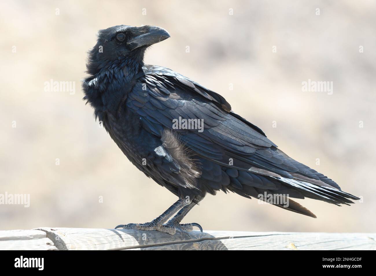 gros plan d'un corbeau canari à fuerteventura Banque D'Images