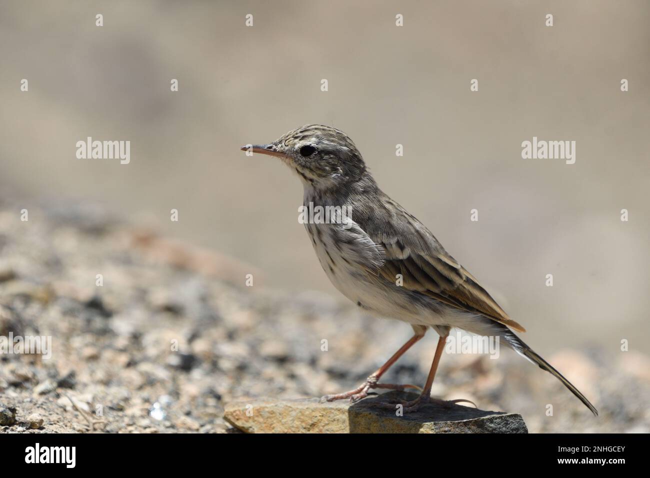 Gros plan d'un Pipit de Berthelot à Fuerteventura Banque D'Images