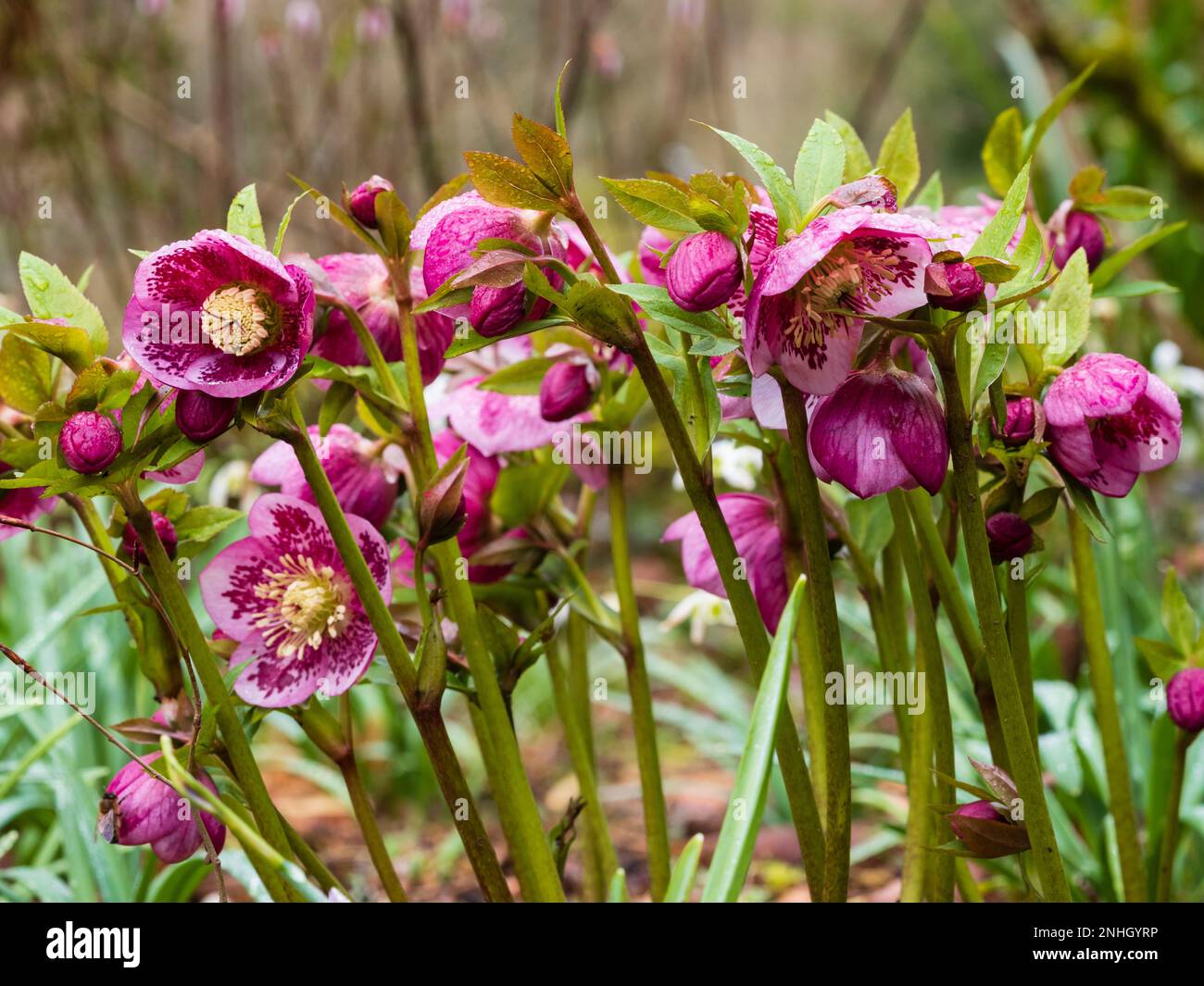 Fleurs roses de février de l'hybride rouge à fleurs de l'hiver hellebore dur, Helleborus x hybridus Banque D'Images