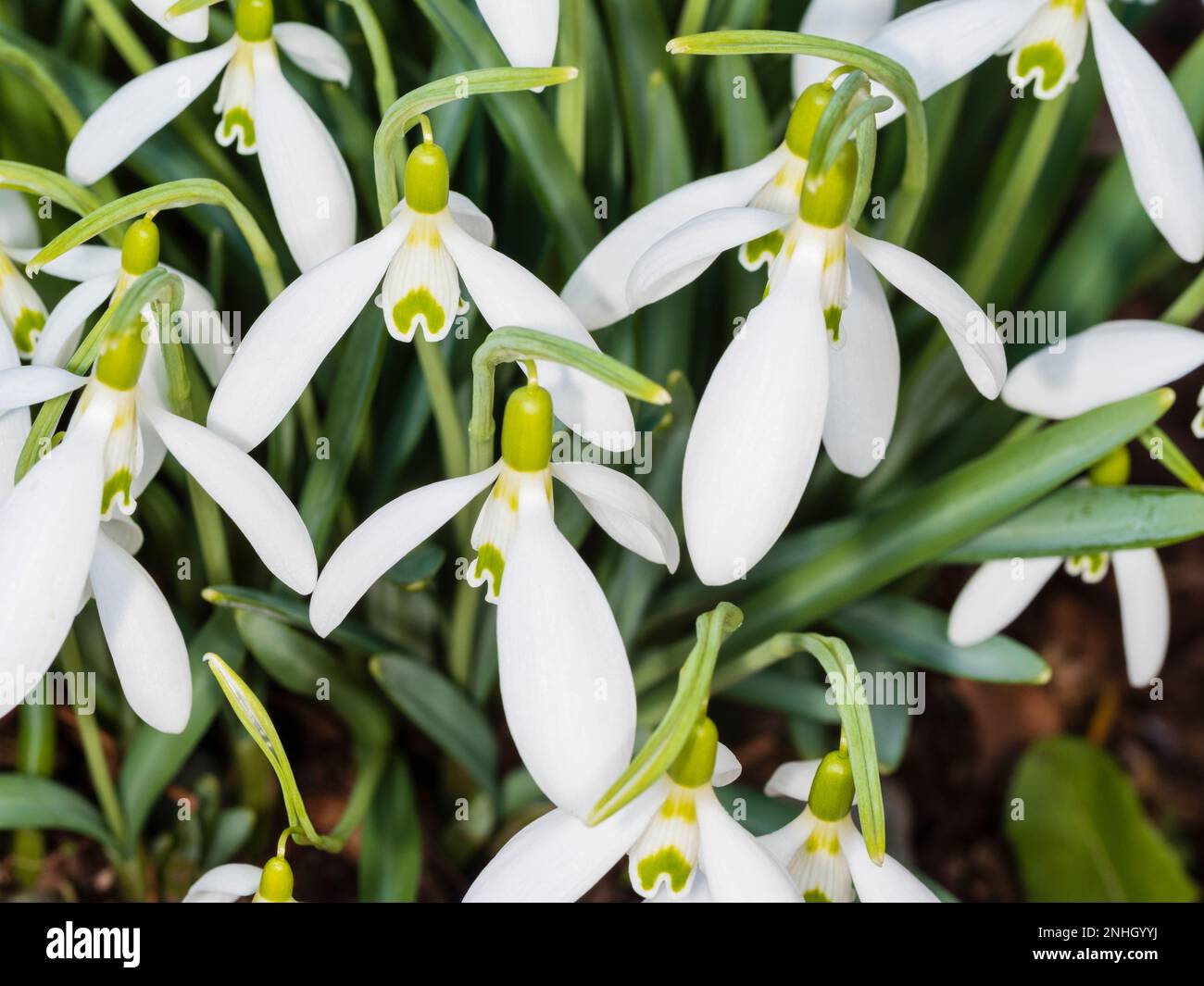 Pétales internes et externes blancs marqués en vert de la goutte de neige dure, Galanthus 'Green Teeths' Banque D'Images