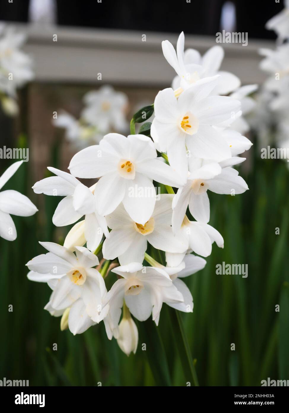 Fleurs blanches pures de l'ampoule parfumée à fleurs d'hiver tendre à plusieurs têtes, Narcissus tazetta 'Paperwhite Ziva' Banque D'Images